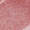 #06