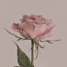 Caroline.99