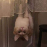 lookchoup