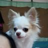 Chon_line3618